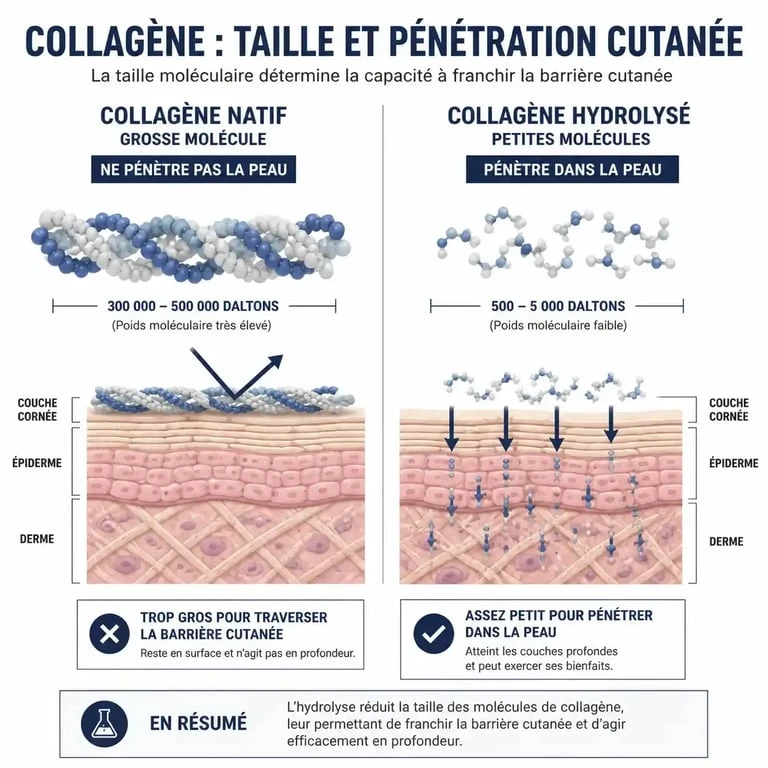 Schéma comparatif de la taille des molécules de collagène pour le savon au collagène bienfaits